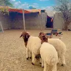 خرفان نعيم