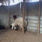 نعيمية متبع بخاروف