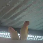 زوج روز