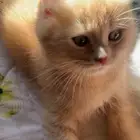 قط سكوتش فولد للبيع