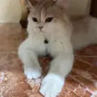 قطه للتبني مع كامل اغراضه