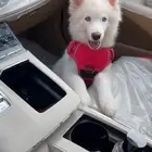 هاسكي بيور ذكر