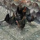 دجاج ترثه