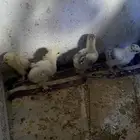 صوص براهما
