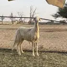 رخل صفراء صنف