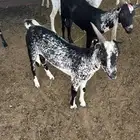 تيوس يمانيه مستورده فل شحم ولحم