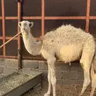 قعود