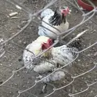 دجاج مسرول براهما