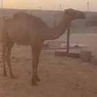 بكره مفروده