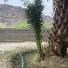جثايث نخل صفري