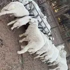 ذبايح حريه