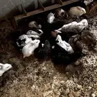 للبيع ارنب كفوالكفوالصحه100  100 علي السوم ولا يجي الي صامل