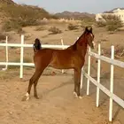 مهر فاخر