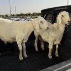 طليان جذعان حريات