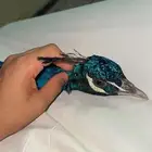 ذكر طاوس اليف