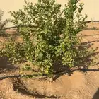 اشجار برتقال