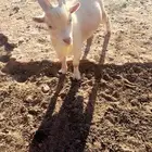 تيس قزم