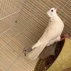 جوز قماري