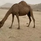 نياق للبيع مشروطه