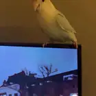 بيع طير روز