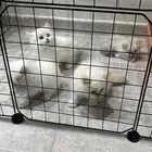قطط صغيرة