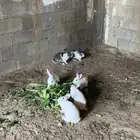 ارانب للبيع