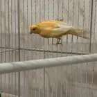 للبيع زوج كناري سوري تركيب جديد