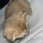 بسة