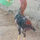 دجاج شامو ياباني