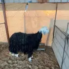 شاه نجديه دافع شرط فحص سونار