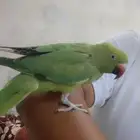 انثي دره جاهزه
