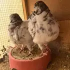 جوز كنق امريكي
