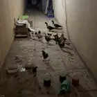 دجاج بلدي و بط