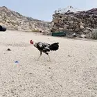 ديك بلدي