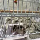 سنجاب طائر للبيع ذكر