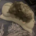 هامستر تبني