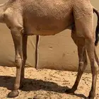 قعود للبيع