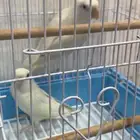 جوز روز البينو