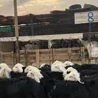 طليان نجد ذبايح
