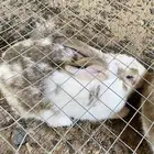 للبيع ذكور أرانب العدد 4 العمر سنه سليمه من جميع الأمراض