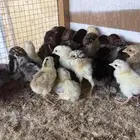 صيصان بلدي العمر من 3 الى 6 ايام