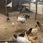 دجاج