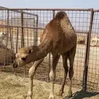 قعود طيب عدل لحم للبيع