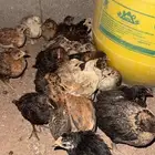 صيصان دجاج فيومي ذهبي وشبابي وانواع ثانيه