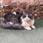 قط مفقود بالمونسيه