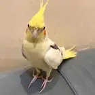 طير كروان