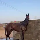 فرس