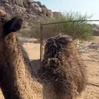 قعود للبيع