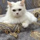 قطه شيرازيه مع أدواتها كامله