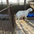 خروف حري مقفل شحم وفاخر عمره 7شهور